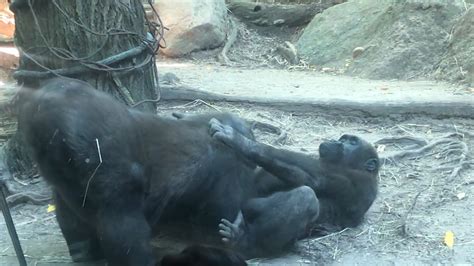 Zoo porn .